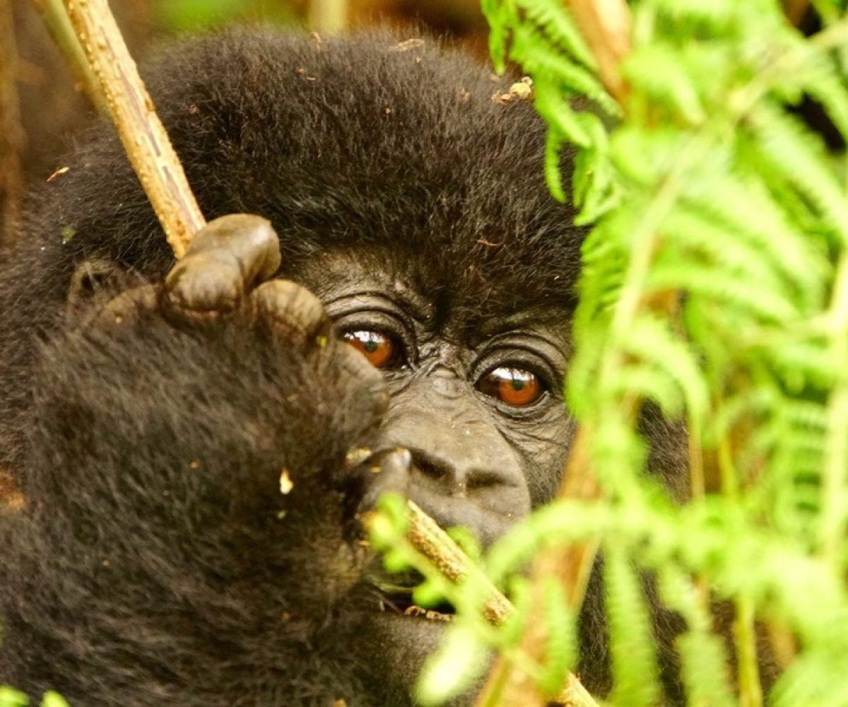 Ruanda