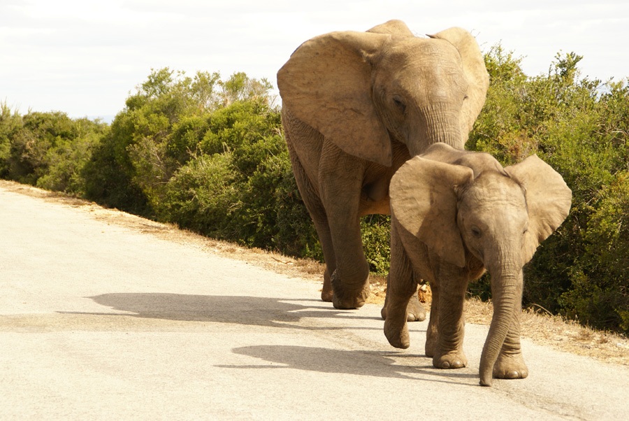 Südafrika Addo Elephant Parc